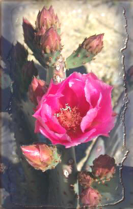 Cactus Rose