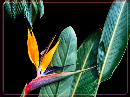 Bird of Paradise