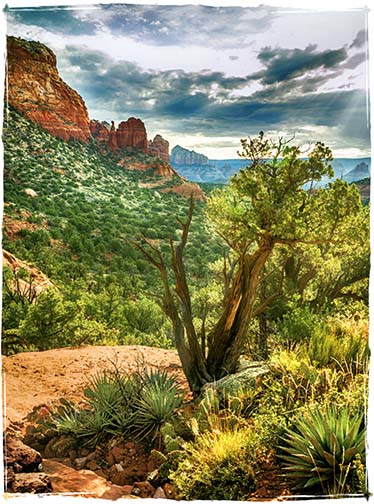 Morning on the Mountain