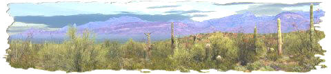 Springtime at Organ Pipe