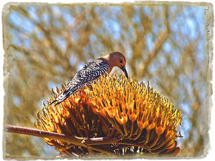 Agave Feeding Station