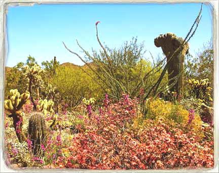 Arizona Spring