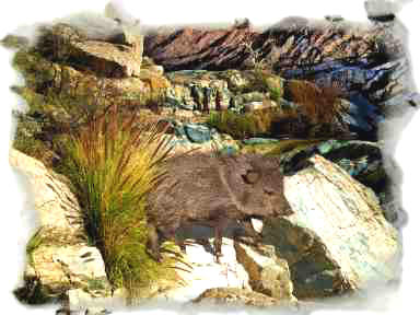 Examining the Situation