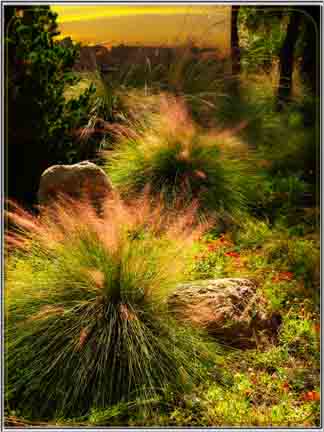 Splendor in the Grass