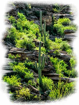 Desert Greenery