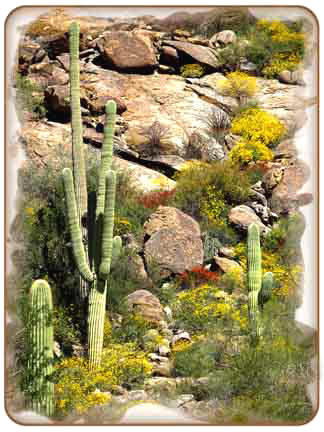 Dove Mountain Springtime