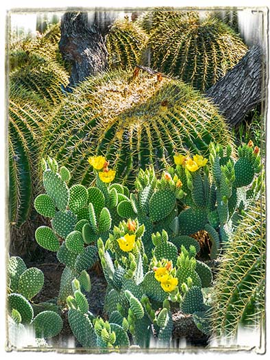 Cactus Crowd